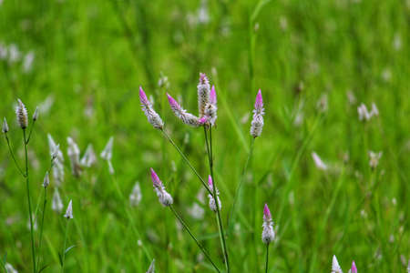 rare beautiful wild grass variety in nice blurred nature backgroundの写真素材