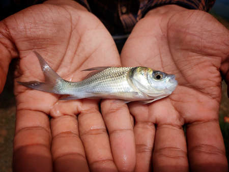 cute little baby indian catla carp fish seed in hand of a farmerの写真素材