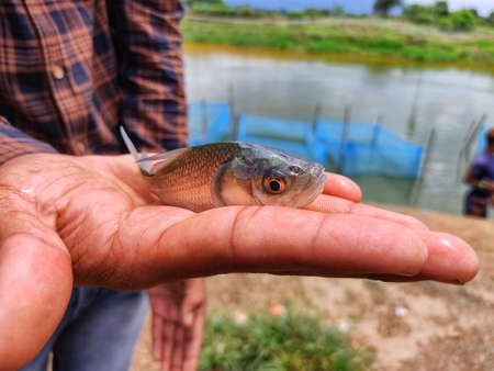 cute little baby indian catla carp fish seed in hand of a farmerの写真素材