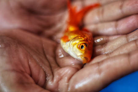 Big Goldfish in palm of a lady woman holding a gold fish in her hand in water hdの写真素材