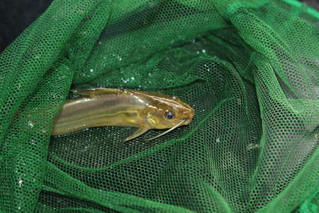 Mystus fish in net tegra fish catching with cast net native seenghala kantia fish species of India