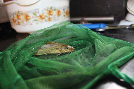 Mystus fish in net tegra fish catching with cast net native seenghala kantia fish species of India