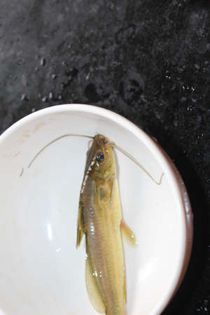 mystus tegra fish in a pot stinging seenghala fish kantia machha sale in India native mystus fish...