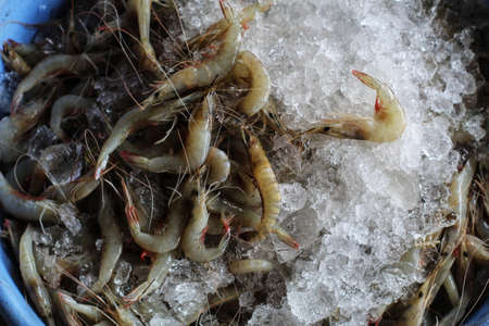 Indian white shrimp kantala in ice for saleの写真素材