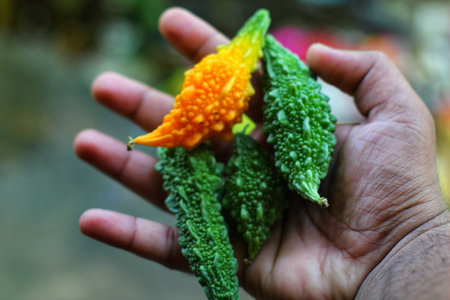 freshly harvested bitter gourd from farm in hand in nice blur background momordica charantiaの写真素材