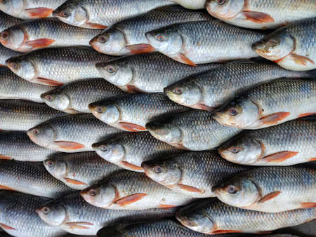 Rohu carp labeo rohita fish arranged in row for sale in Indian fish Bazarの写真素材