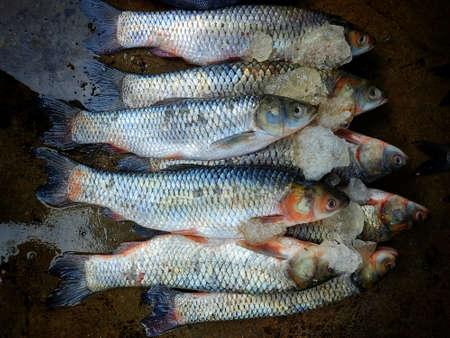 Pile of grass carp arranged with ice for sale in Indiaの写真素材