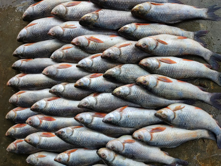 Rohu carp labeo rohita fish arranged in row for sale in Indian fish Bazarの写真素材