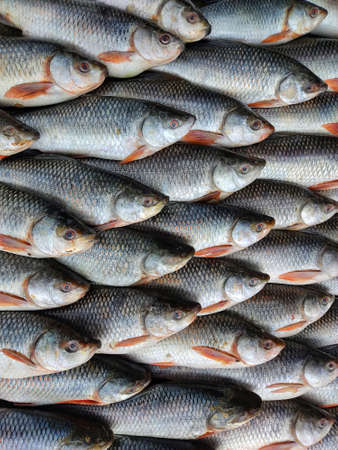 Rohu carp labeo rohita fish arranged in row for sale in Indian fish Bazar