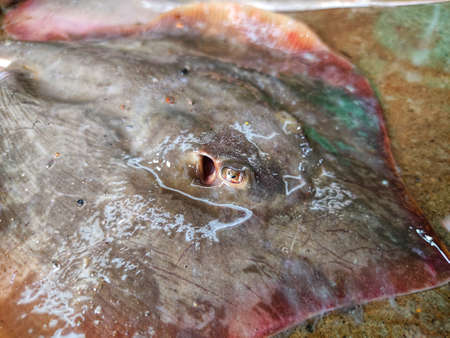 Sting ray eyes close up view HDの写真素材