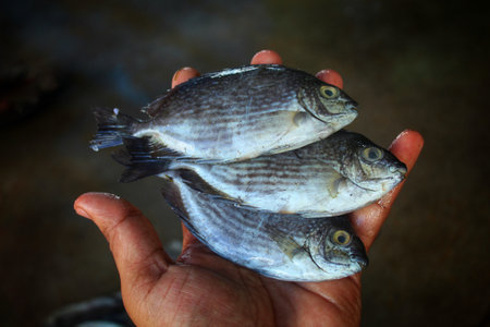 marine pinspotted spinefoot fish in hand in nice blur backgroundの写真素材