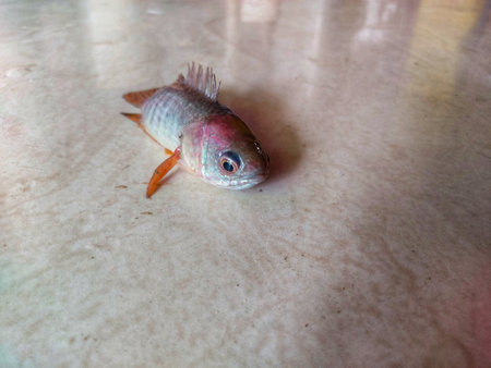 Anabas fish on floor close up with eyes HD