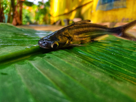 Different angle view of pangasius fish on green banana leafの写真素材