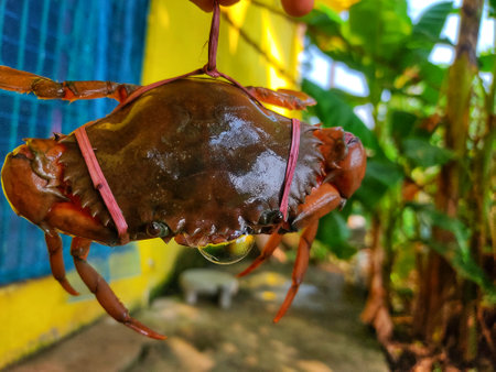 big mud crab in nice blur background HDの写真素材