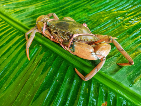 different angle view of mud crab scylla serrata on green leafの写真素材