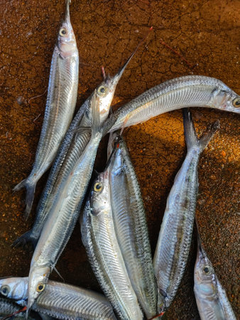 bunch of halfbeak needle fish in hand strogylura spipe fishの素材 [FY310195545241]