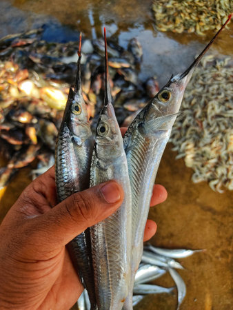 bunch of halfbeak needle fish in hand strogylura spipe fish