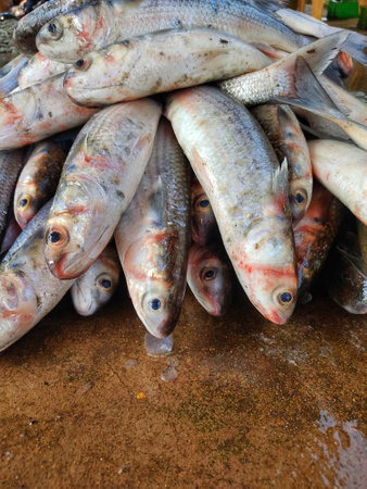 heap of mullet fish mugil cephalus fish in fish marketの写真素材