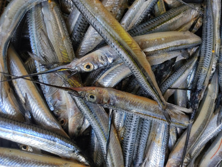 halfbeak needle fish strogylura spipe fish pile in Indian Fish storeの写真素材