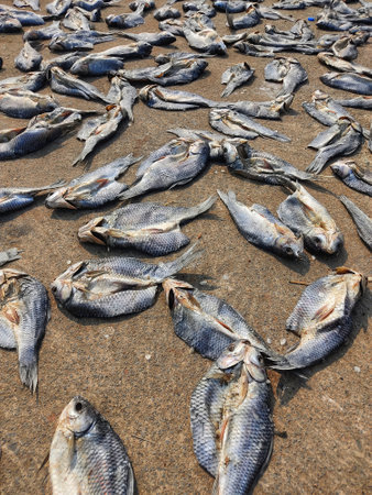 lots of dried fish laying on ground for drying in sun heatの写真素材
