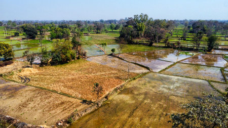 aerial drone view of paddy farming in India HD