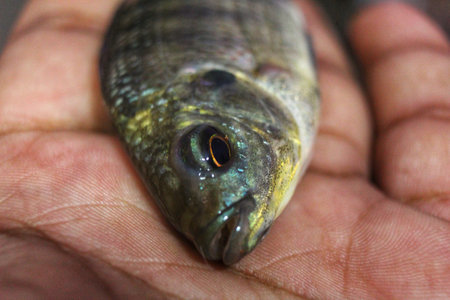 tilapia fish in hand close up HD