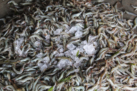pile of freshly harvested shrimp in fish marketの写真素材