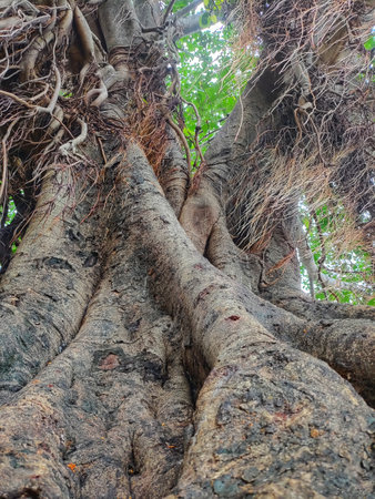 Massive banyan tree with lots of rootの写真素材