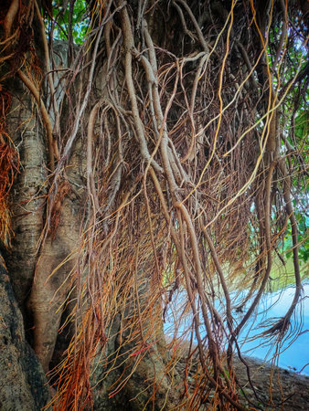 Massive banyan tree with lots of root