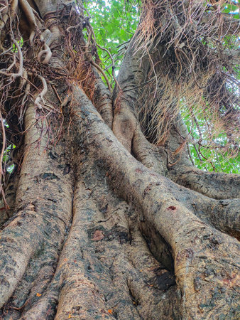 Massive banyan tree with lots of root