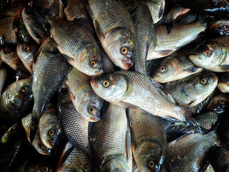 heap of large catla Indian river fish ready for sale after farming in culture pond HD
