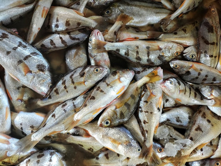 Saddle grunt marine fish heap for sale javelin grunt fish seafood HD