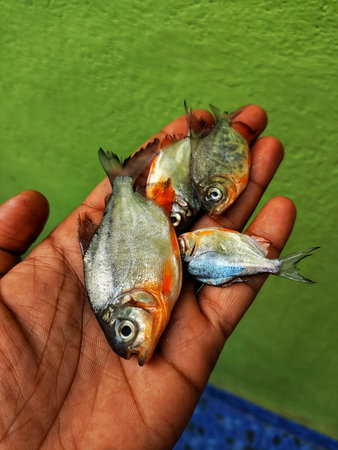 high quality roopchand pacu fish seed for farming in Biofloc tank Piaractus brachypomus