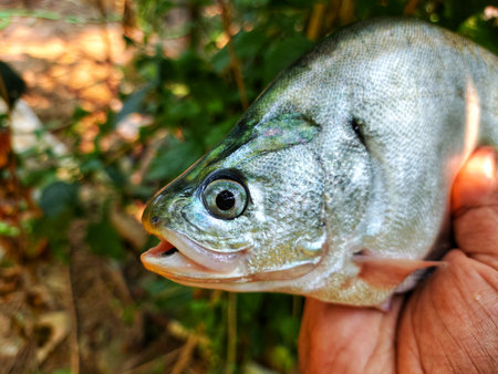 large Big bronze featherback fish in nice green blur nature background HD, fali fish in hand close...