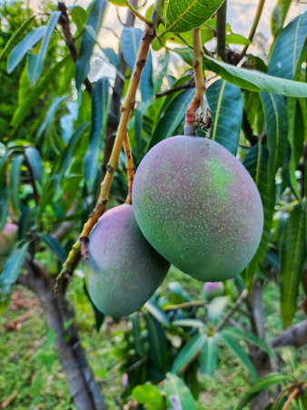delicious mango in tree ready for harvest