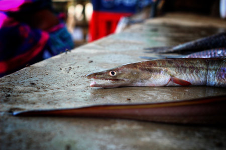 marine eel fish in nice blur background
