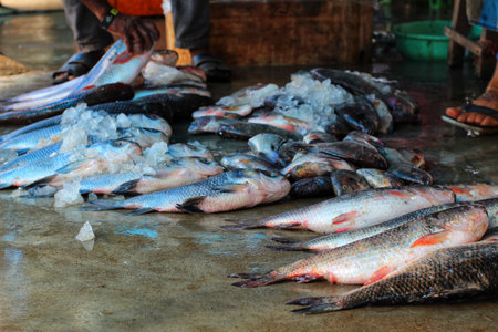 Carp fish sale in retail store in Indian fish market HD