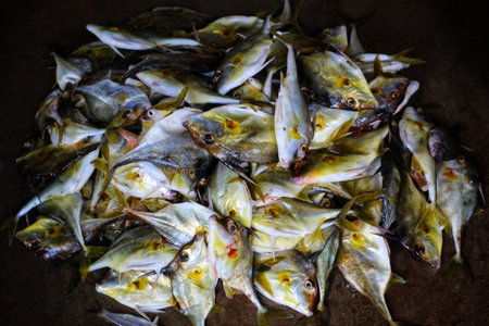 helicopter fish tripod fish in nice blur background HD