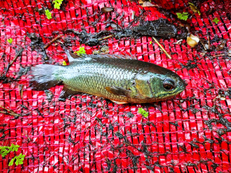 freshly caught anabas perch fish on ground HD koi fishの写真素材