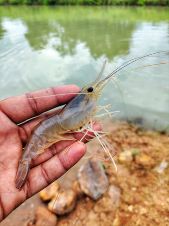 freshly harvested big freshwater prawn in hand in nice blur backgroundの写真素材