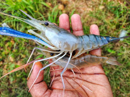 freshly harvested big freshwater prawn in hand in nice blur backgroundの写真素材