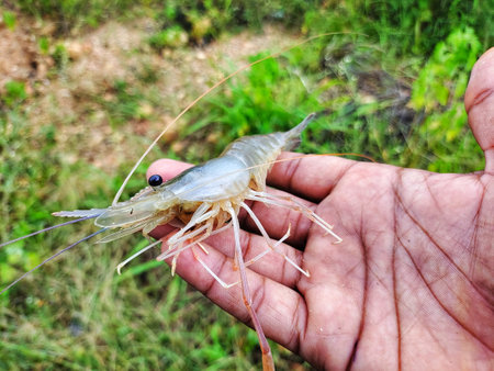 freshly harvested big freshwater prawn in hand in nice blur backgroundの写真素材