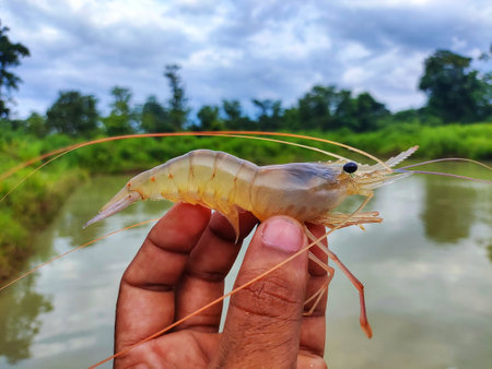 freshly harvested big freshwater prawn in hand in nice blur backgroundの写真素材