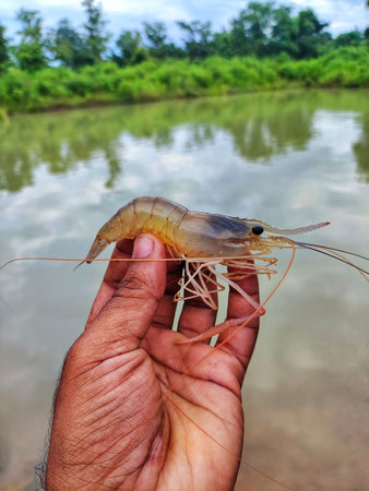 freshly harvested big freshwater prawn in hand in nice blur backgroundの写真素材