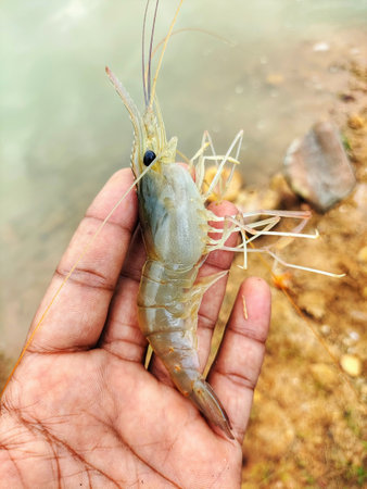 freshly harvested big freshwater prawn in hand in nice blur backgroundの写真素材