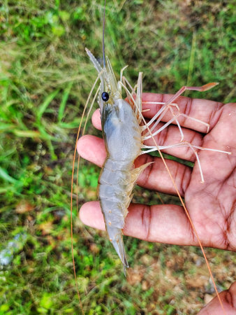 freshly harvested big freshwater prawn in hand in nice blur backgroundの写真素材