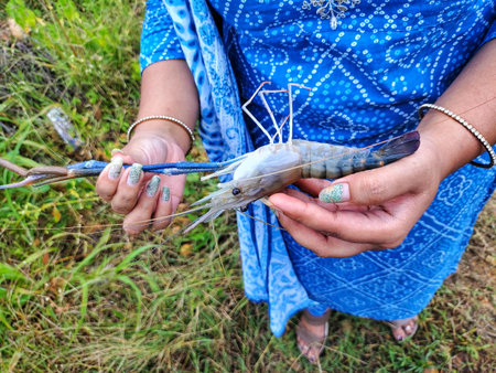 freshly harvested big freshwater prawn in hand in nice blur backgroundの写真素材
