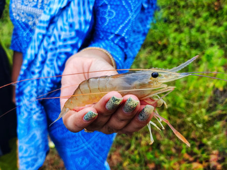 freshly harvested big freshwater prawn in hand in nice blur backgroundの写真素材