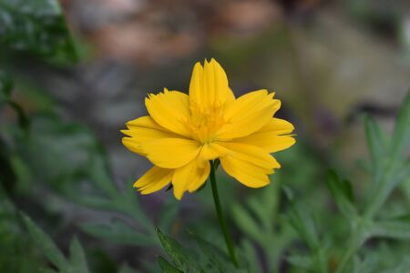 Beautiful yellow flowerの写真素材