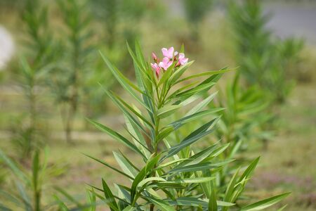 Beautiful Oleander flower